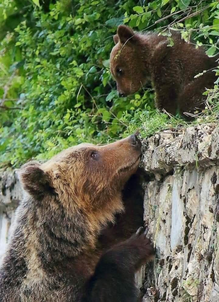 orsa amarena 495006875_3112971862186266_2421843039010396980_n - copia